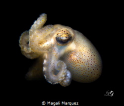 Octopus by Magali Marquez 